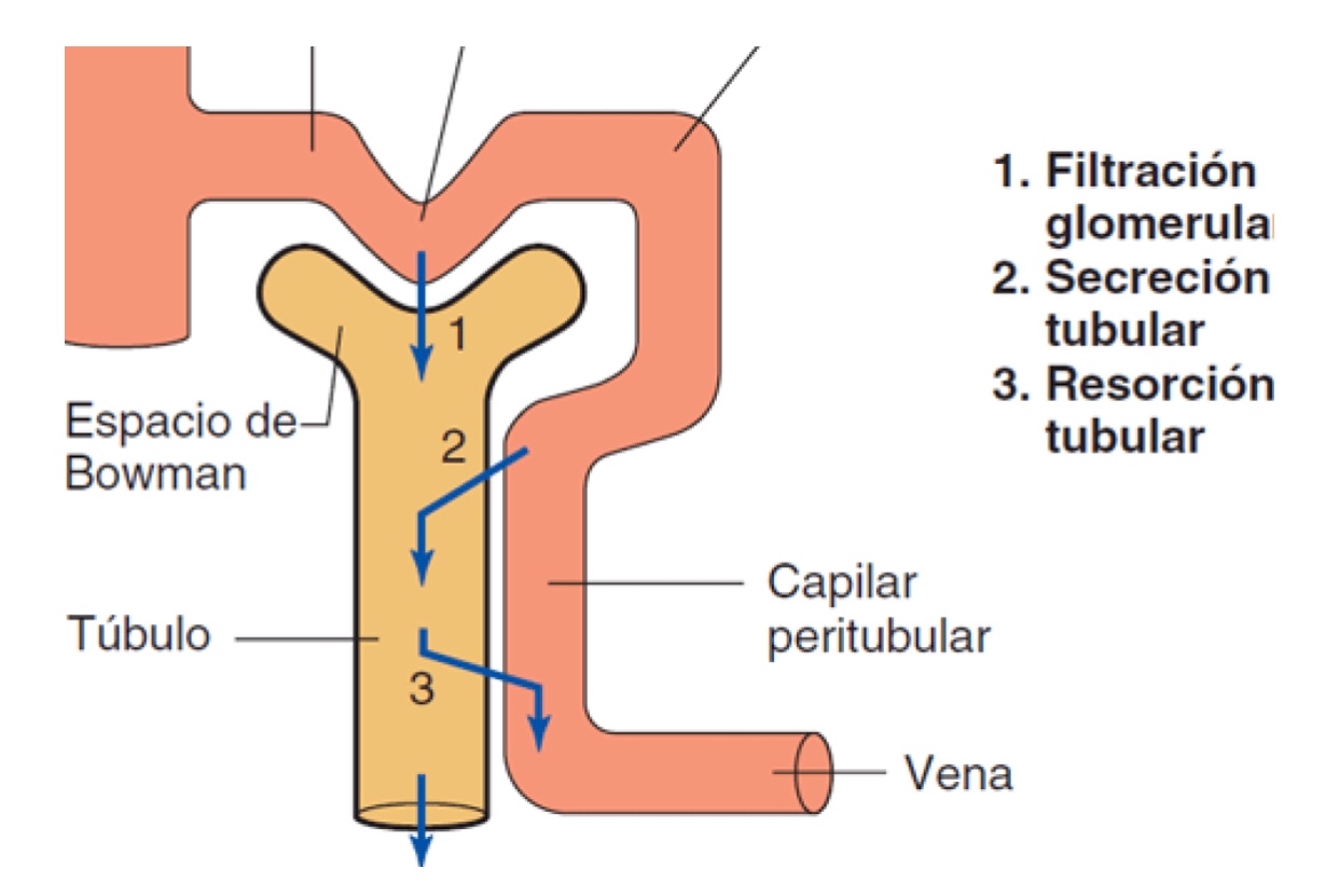 La tasa de Filtración Glomerular (TFG). Un trasplantado.