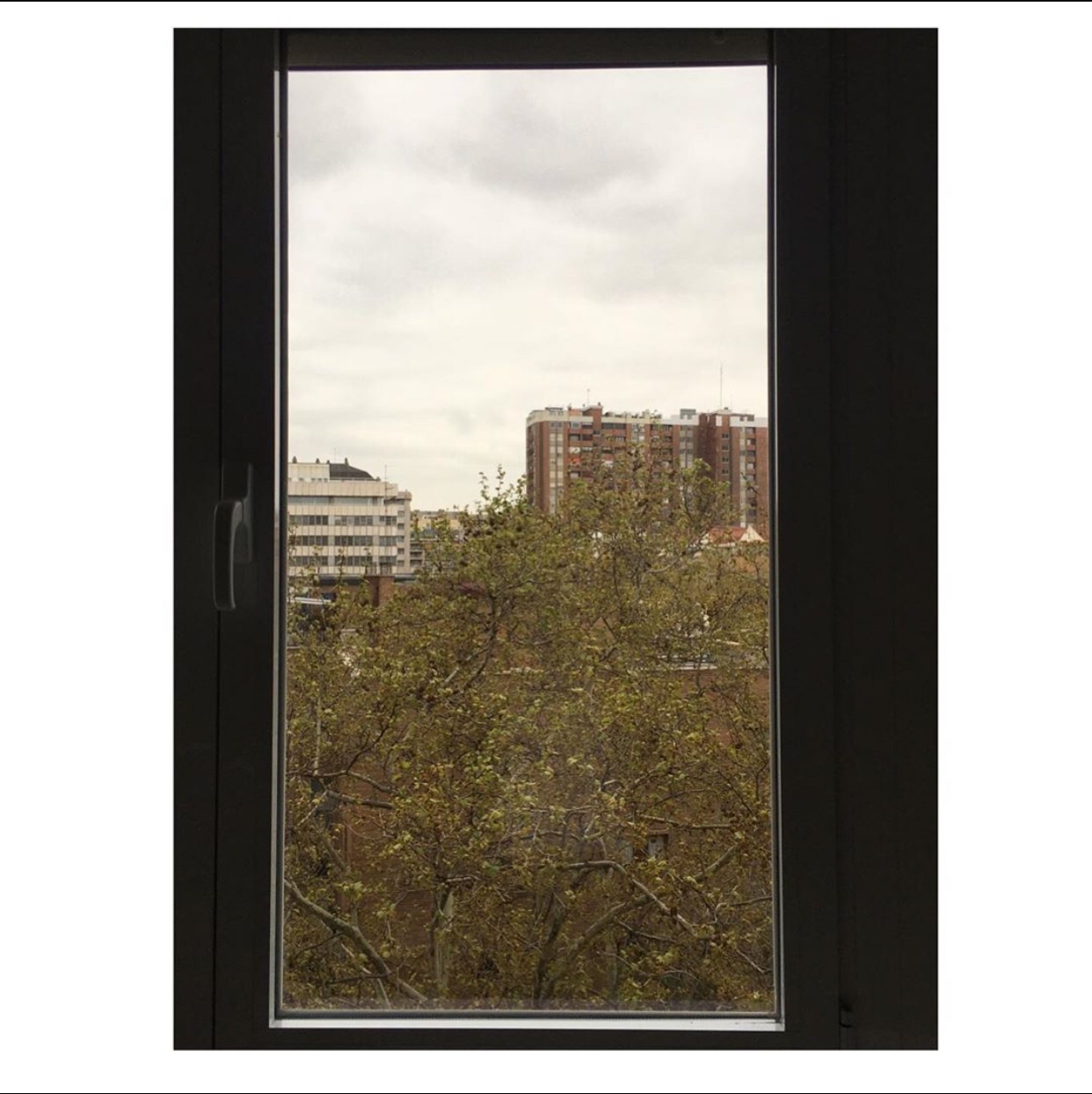 Primavera en cuarentena. Un trasplantado