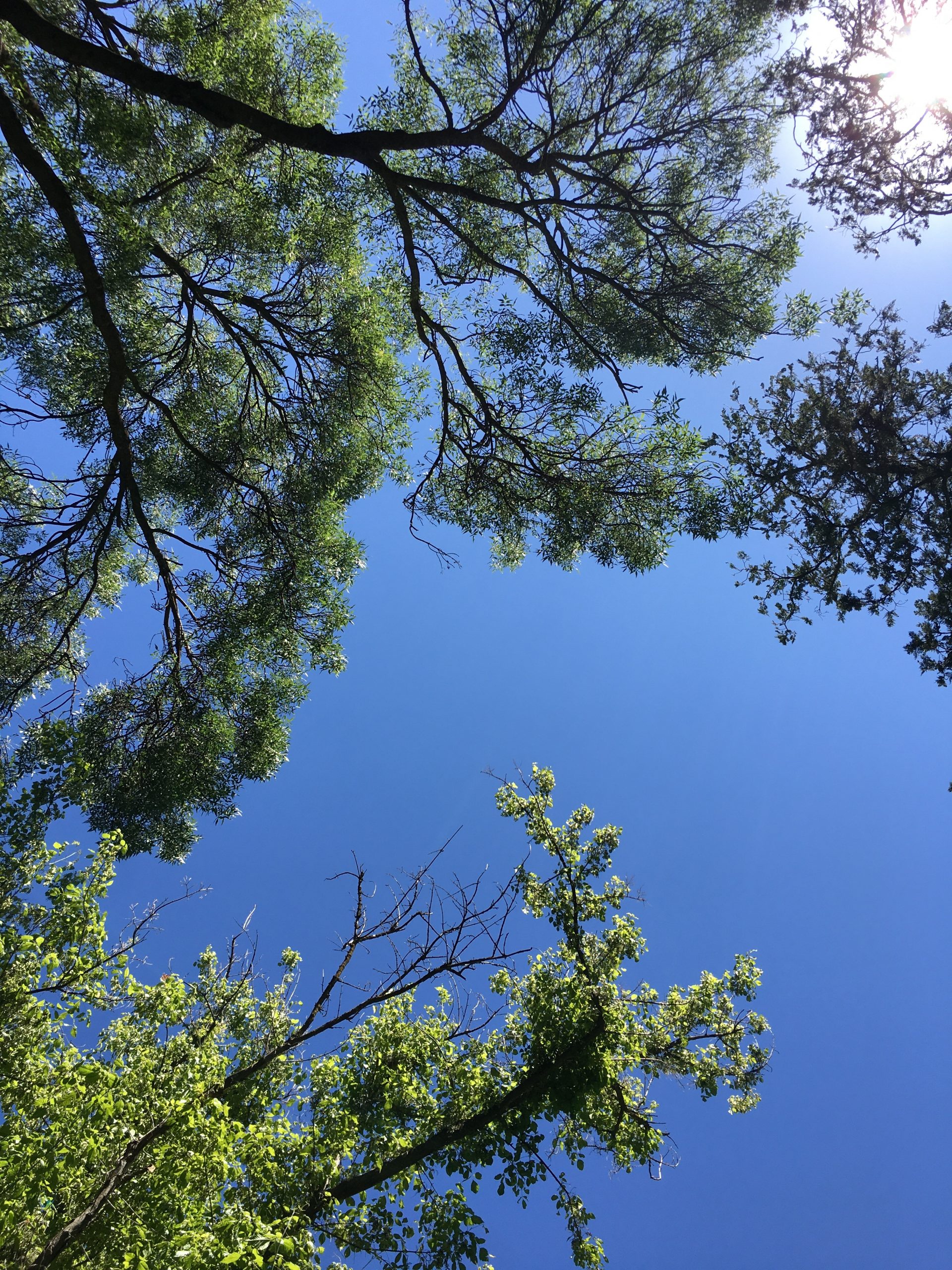 Cuando menos es más. Un trasplantado.