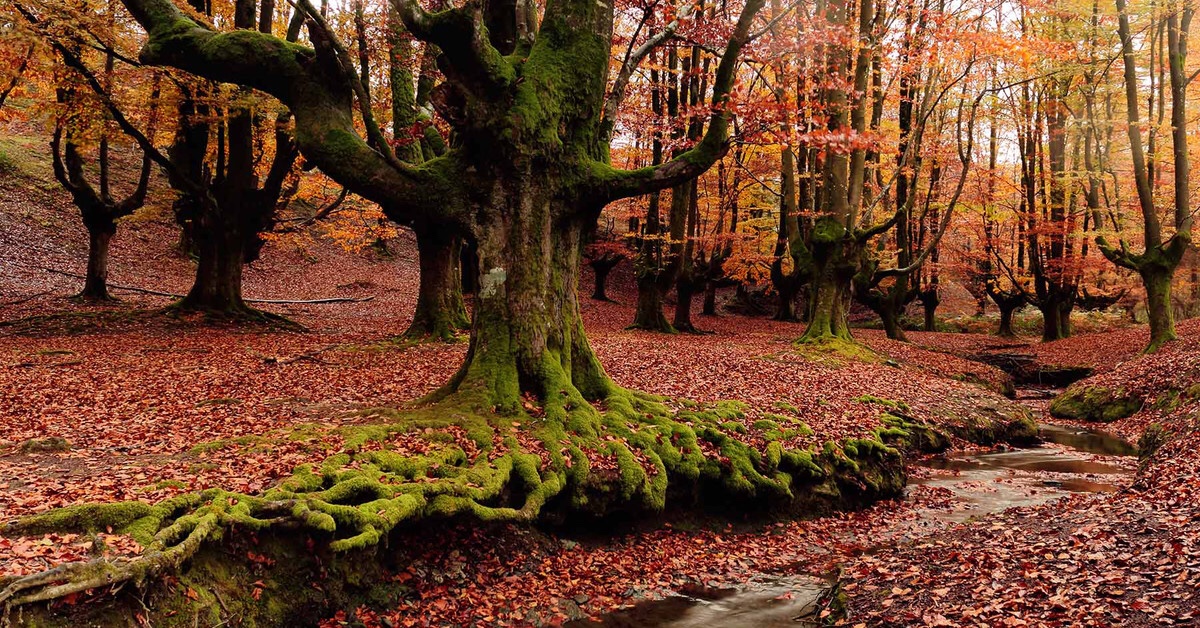 El otoño de mi vida. Un trasplantado.