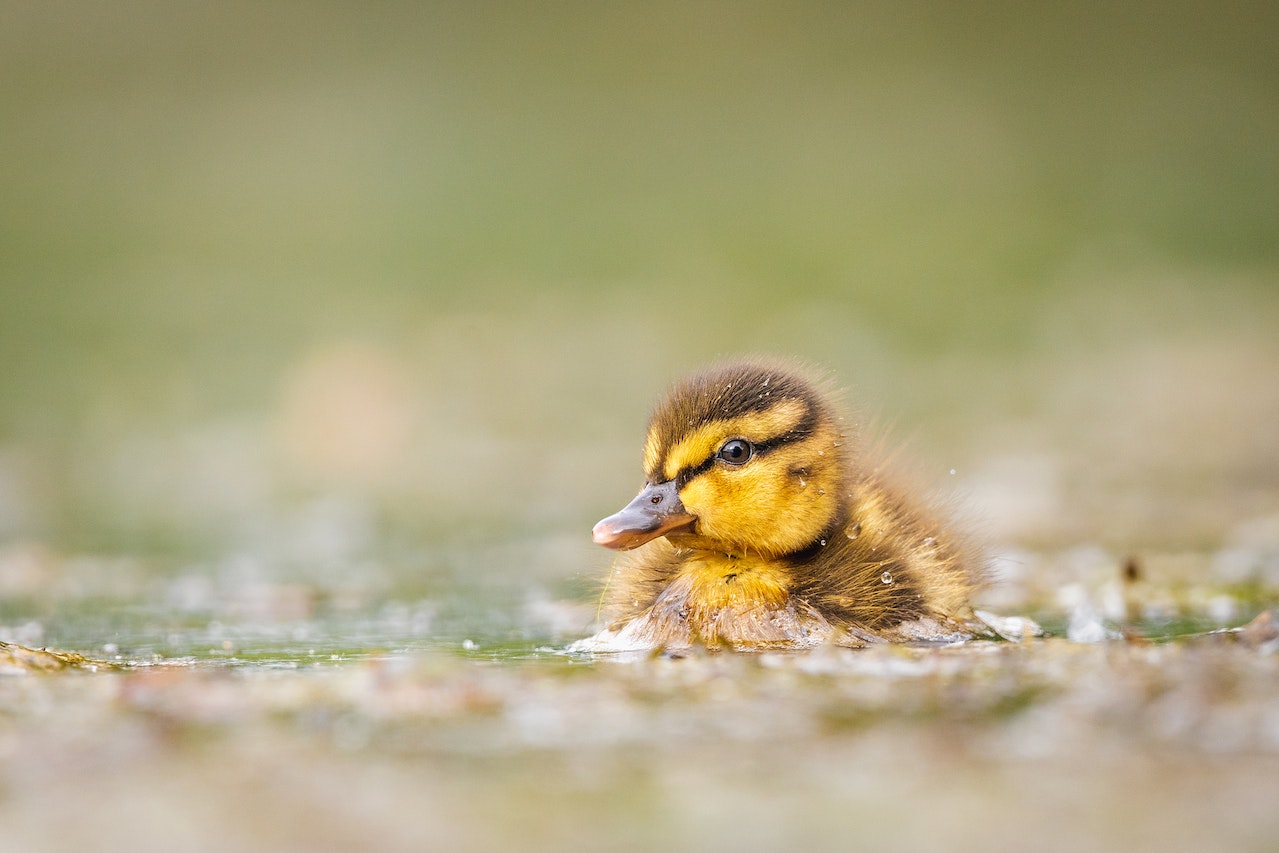El patito feo (o el dolor de una mirada). Un trasplantado.