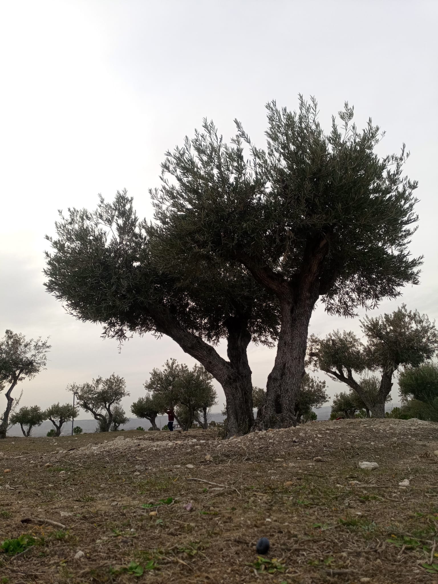 Mi Getsemaní. Un trasplantado.