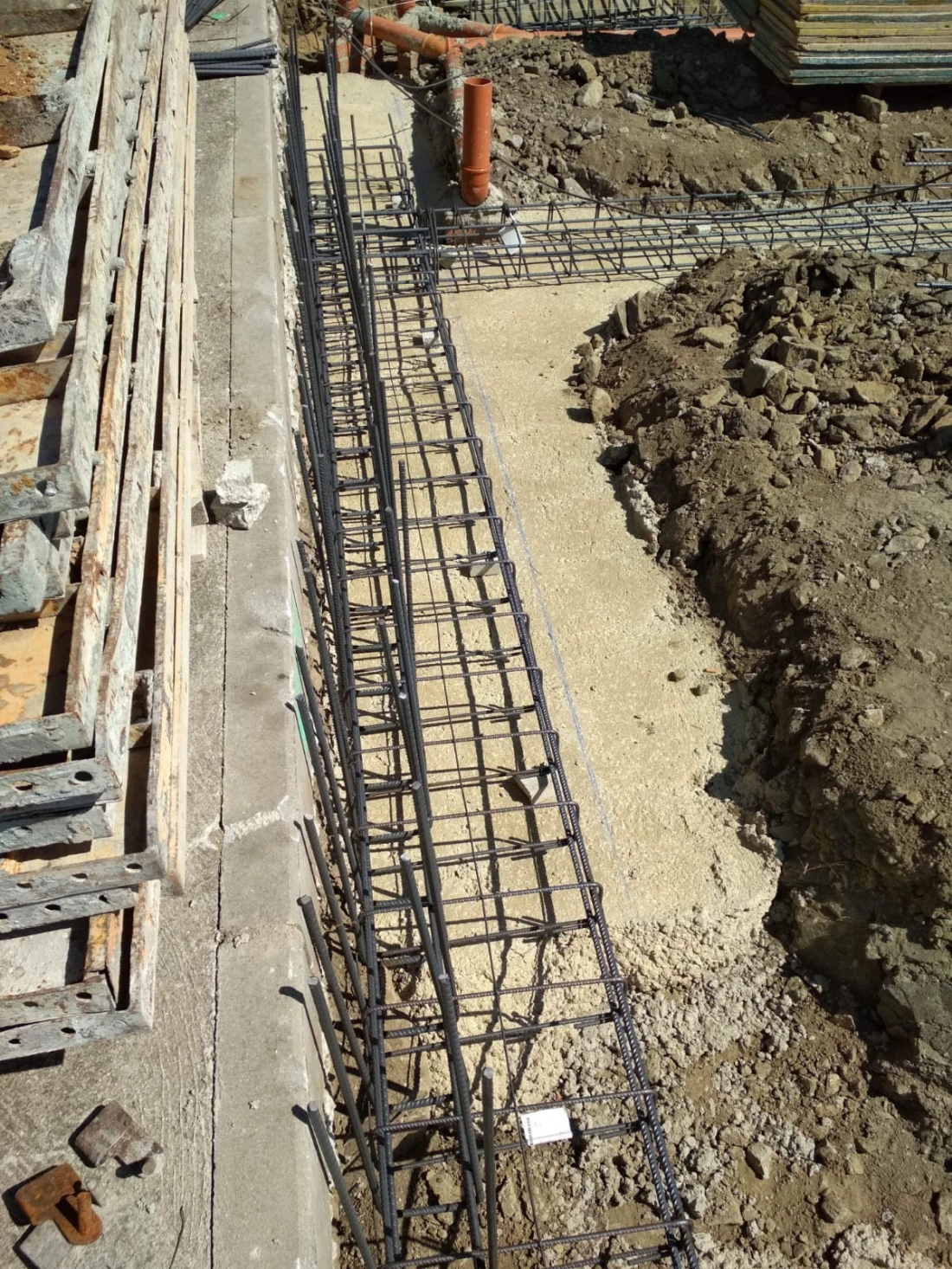 Los cimientos. Un trasplantado.