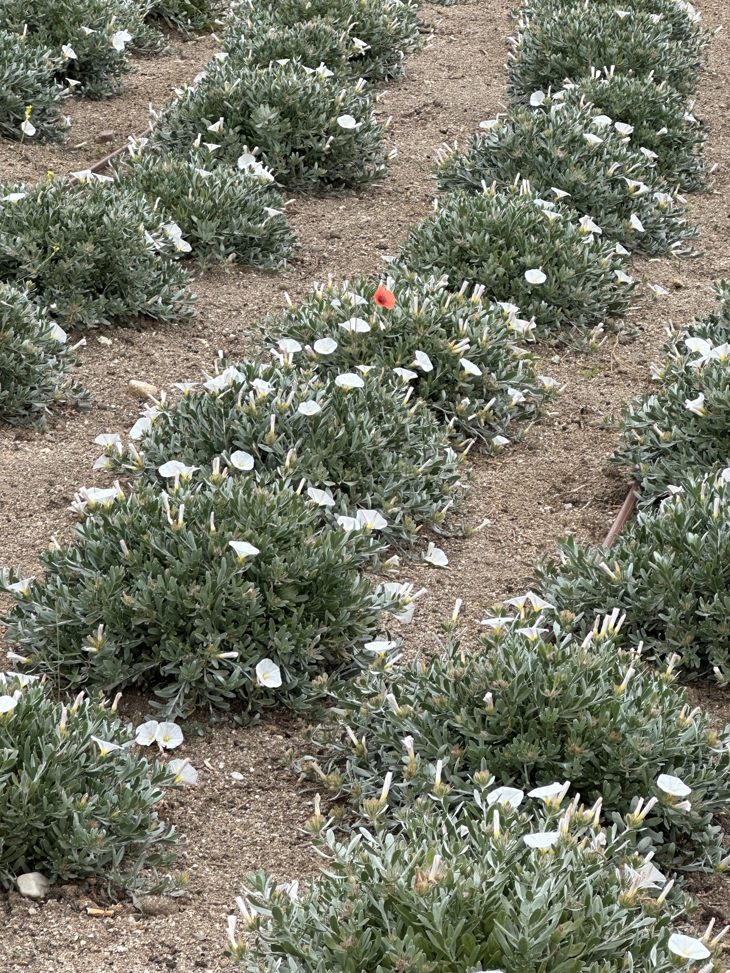 Ser uno mismo, ser diferente. Un trasplantado.