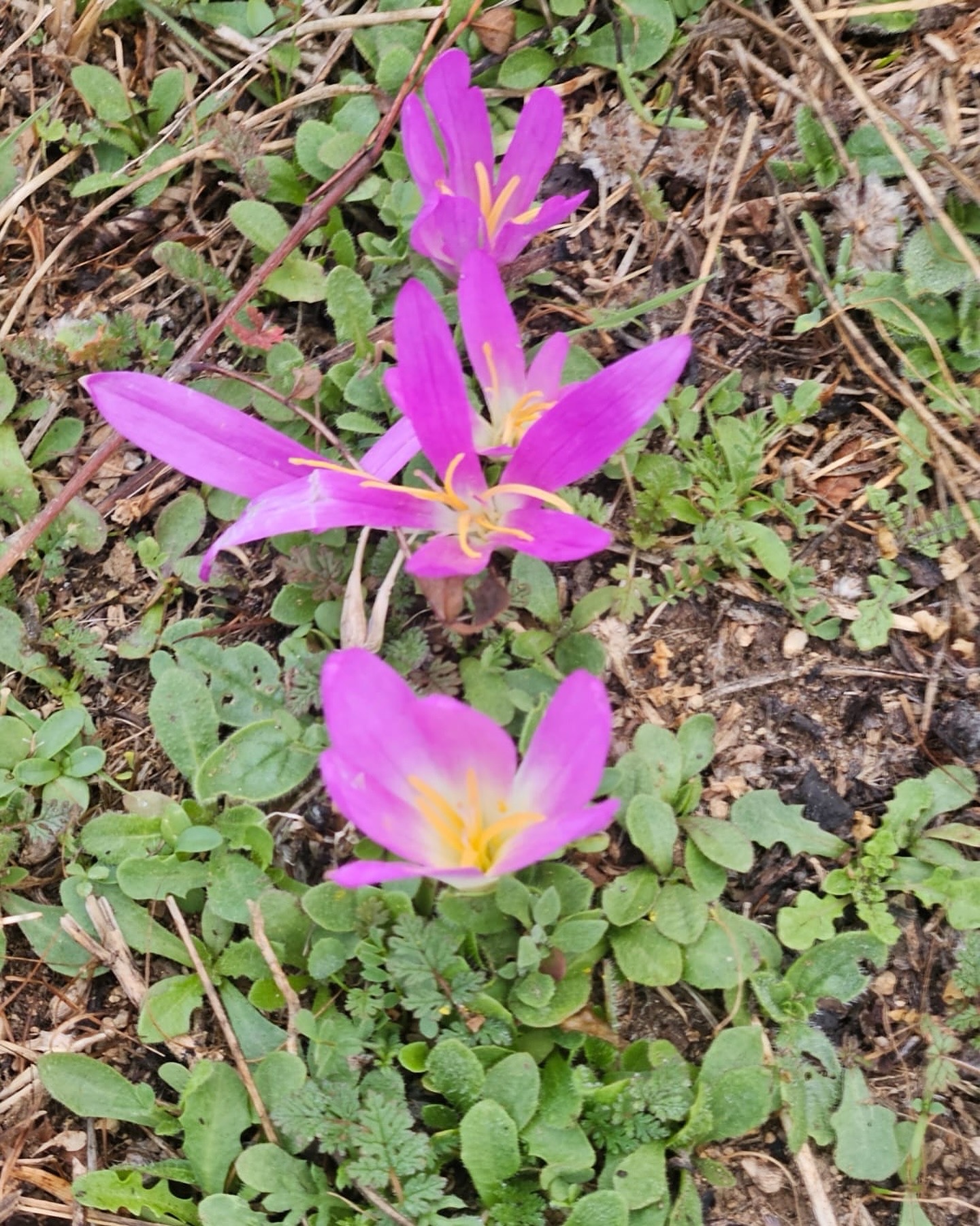 Flor despacha pastores. Un trasplantado.