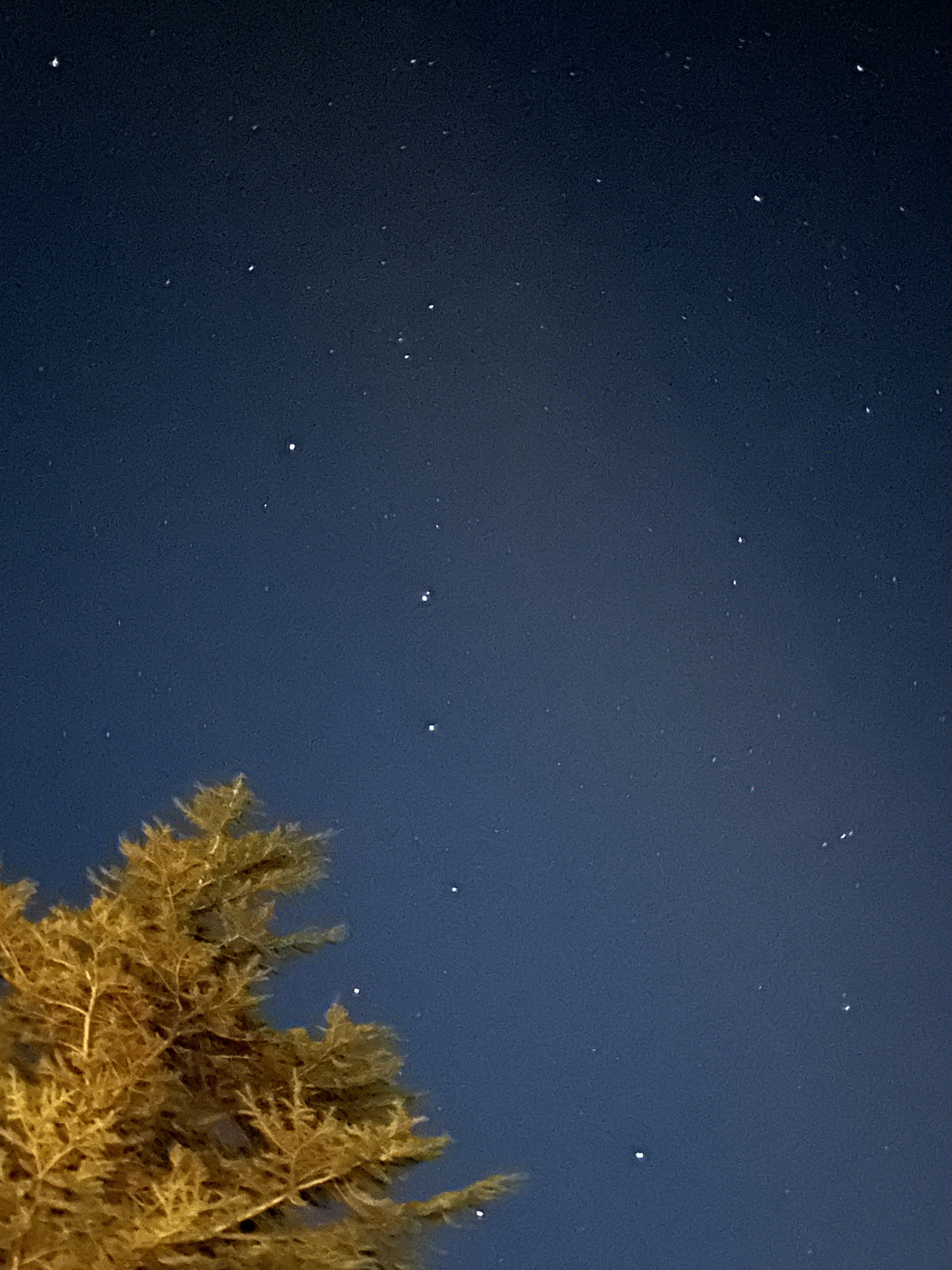 Los Reyes Sabios. Un trasplantado