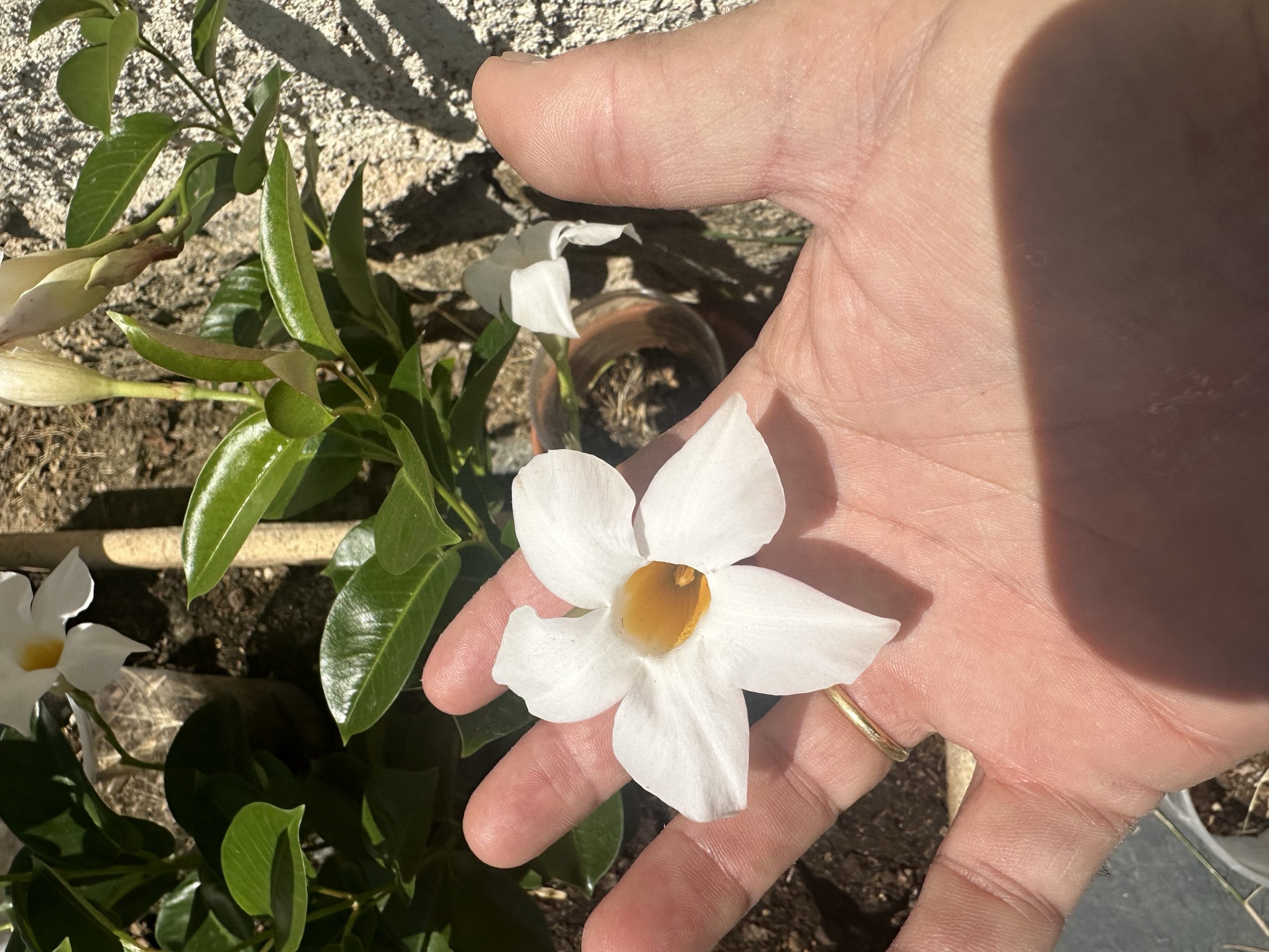 Florecer es crecer. Un trasplantado